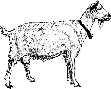 Коза графика