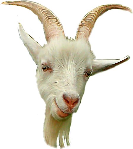 Козлиная борода у козы