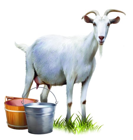 Коза молоко