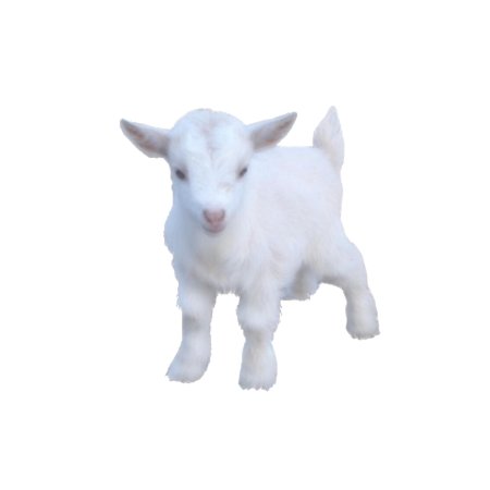 Козленок на белом фоне