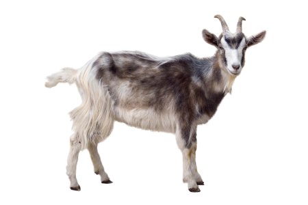 Коза на белом фоне