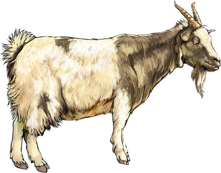 Коза на прозрачном фоне