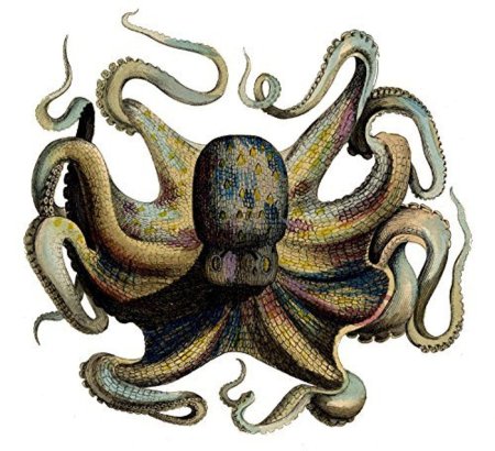 Осьминог octopus vulgaris