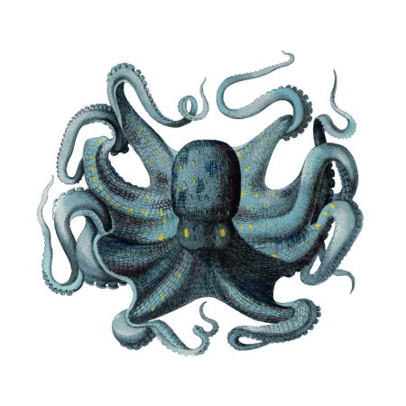 Kraken octopus
