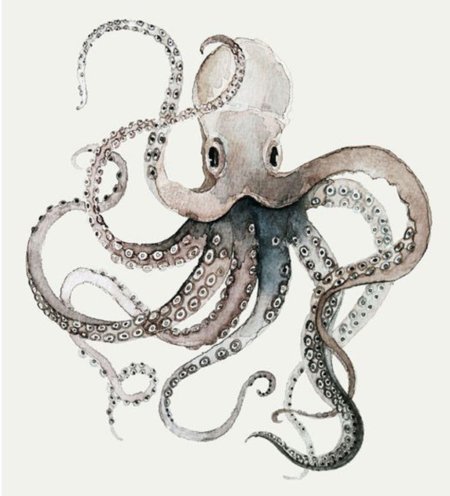 Осьминог octopus vulgaris