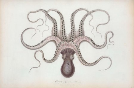 Octopus vulgaris