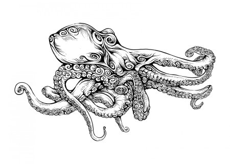 Раскраска осьминог