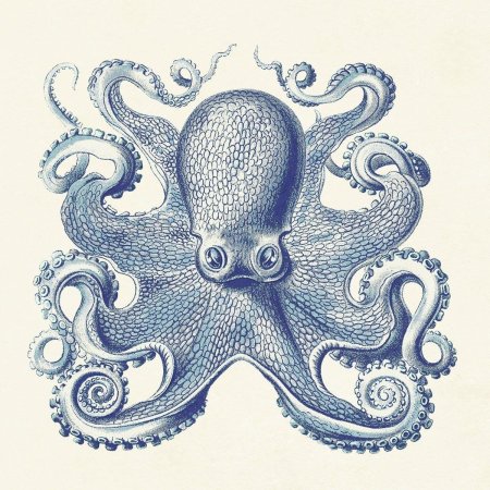 Осьминог octopus vulgaris