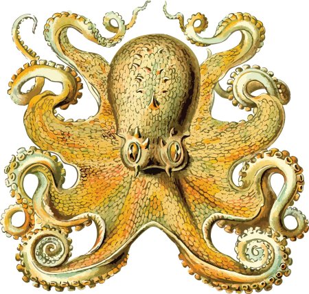 Осьминог octopus vulgaris