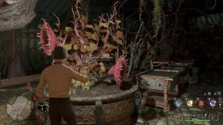 Ядовитая тентакула гарри поттер