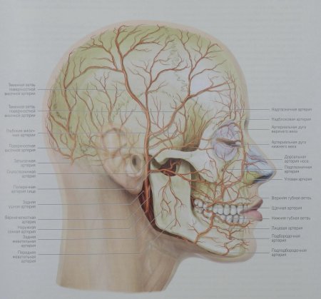 Арты височной артерии, анатомия
