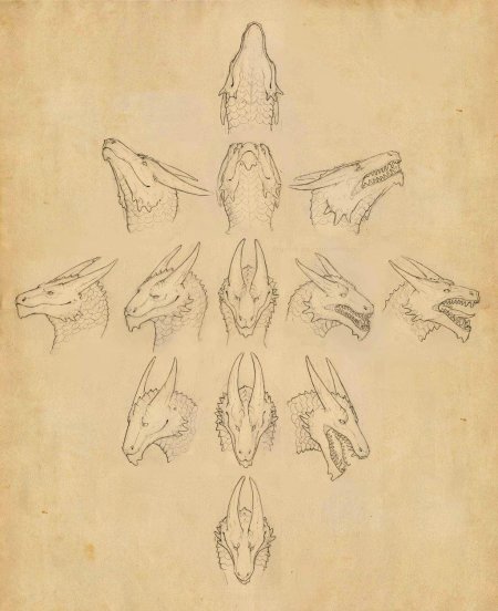 Анатомия дракона референс