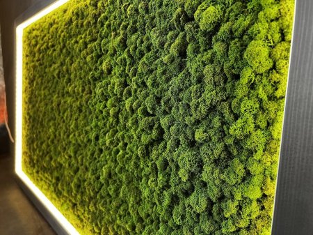 Мох ягель фитостена