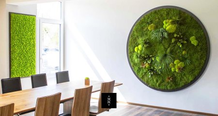 Фитостена моховая