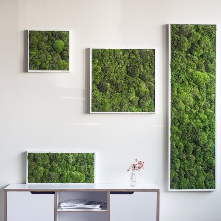 Настенный мох