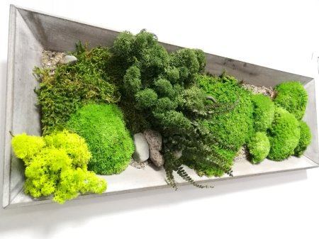 Мох платмос