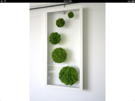 Мох ягель стабилизированный в интерьере