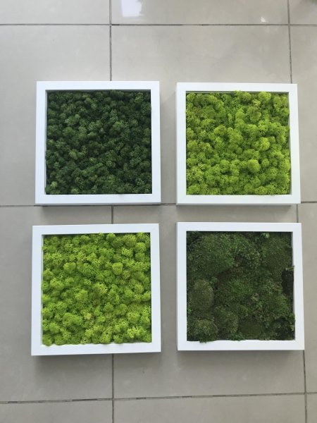 Стабилизированный мох ягель