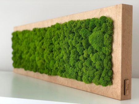 Мох ягель на стене