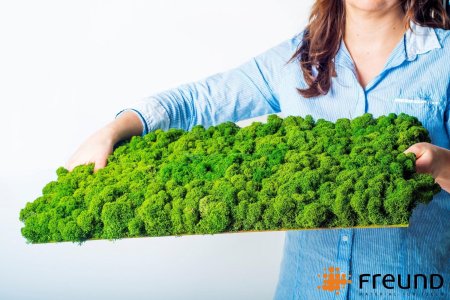 Мох стабилизированный