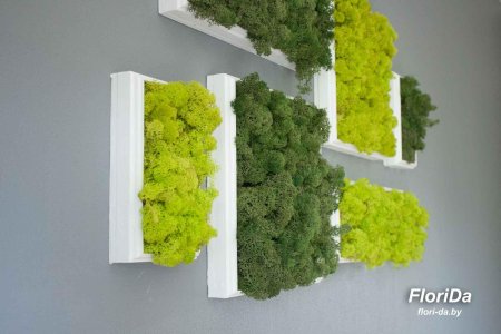 Мох ягель стабилизированный