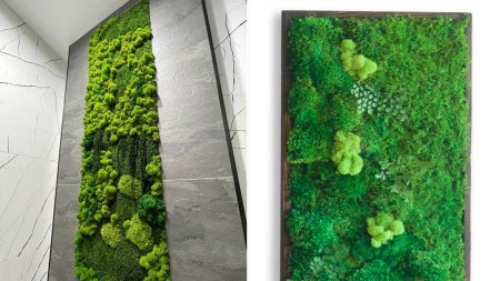 Фитостена эвкалипт