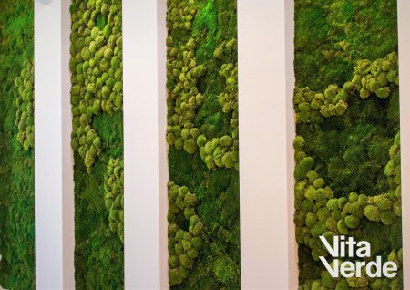 Фитостена мох