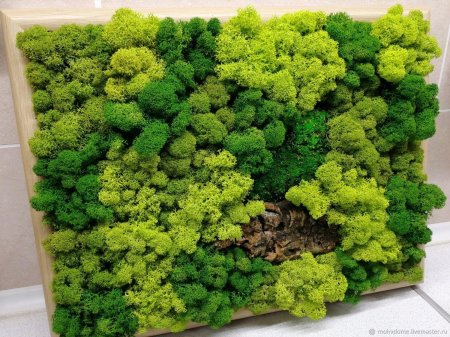 Стабилизированный мох ягель