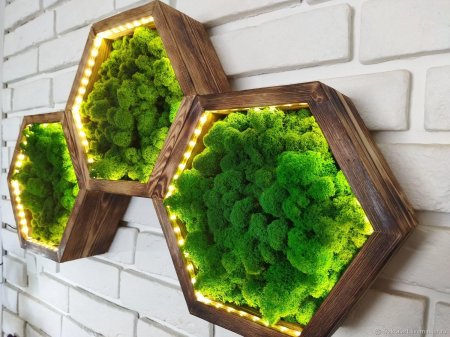 Стабилизированный мох