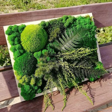 Фитокартина из мха