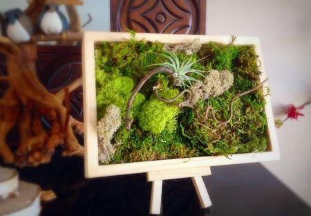 Фитокартины из стабилизированного мха