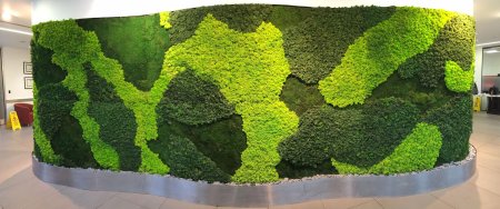 Фитостена ягель