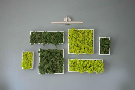 Стабилизированный мох