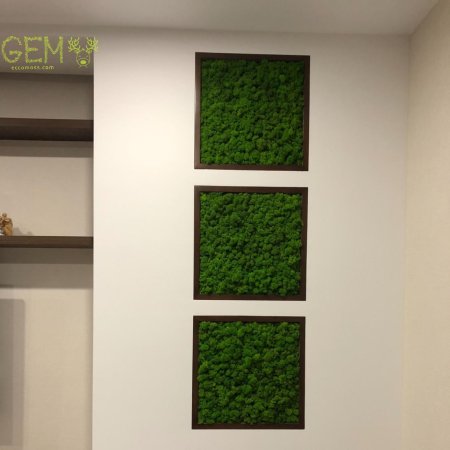 Стена из мха ягель