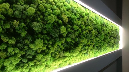 Мох стабилизированный