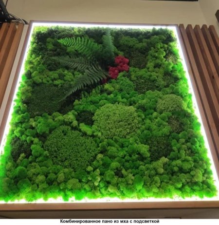 Панно из стабилизированного мха с подсветкой