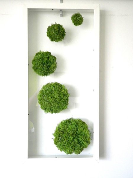 Мох стабилизированный