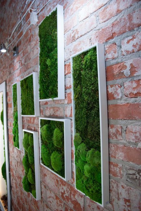 Декоративный мох настенный