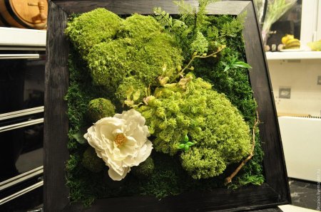 Фитокартины из стабилизированного мха