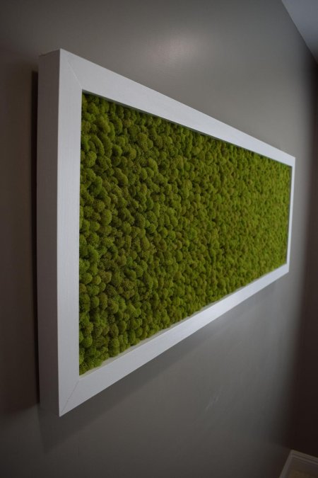 Фитостена мох