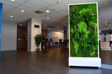 Фитостена эмеральд грин