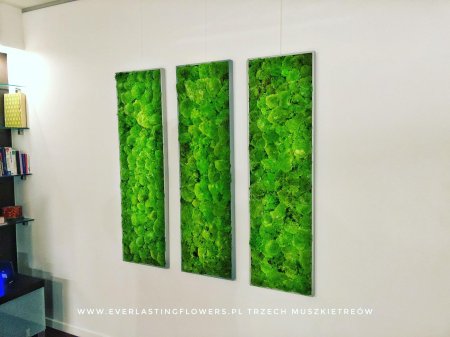 Мох стабилизированный