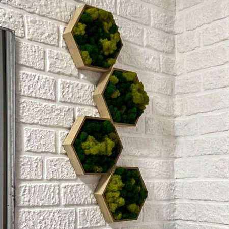 Стабилизированный мох