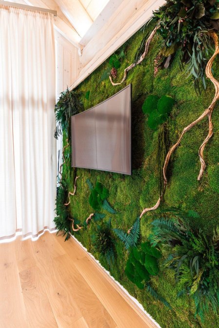 Фитостена мох