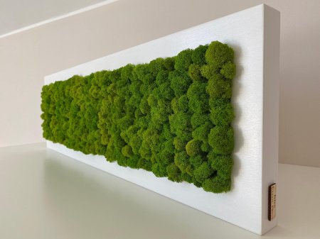 Мох стабилизированный