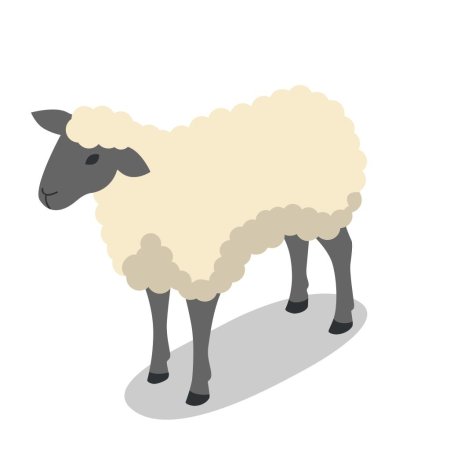 Овца на белом фоне