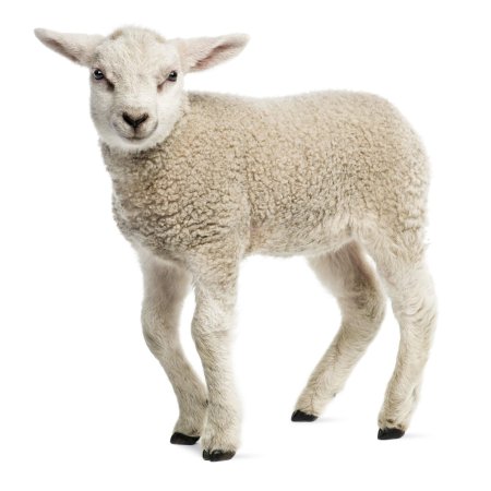 Овечка на белом фоне