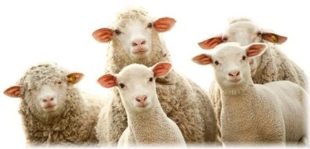 Овца на белом фоне