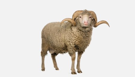 Баран на белом фоне