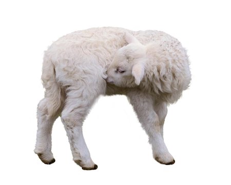 Ягненок на белом фоне